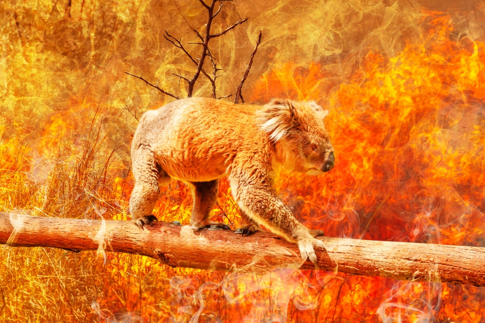 koala-en-feu-gettyimages-1201131357_uid61a8d6349aded